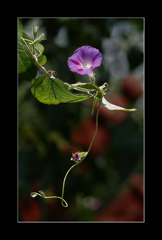 flower-4.jpg