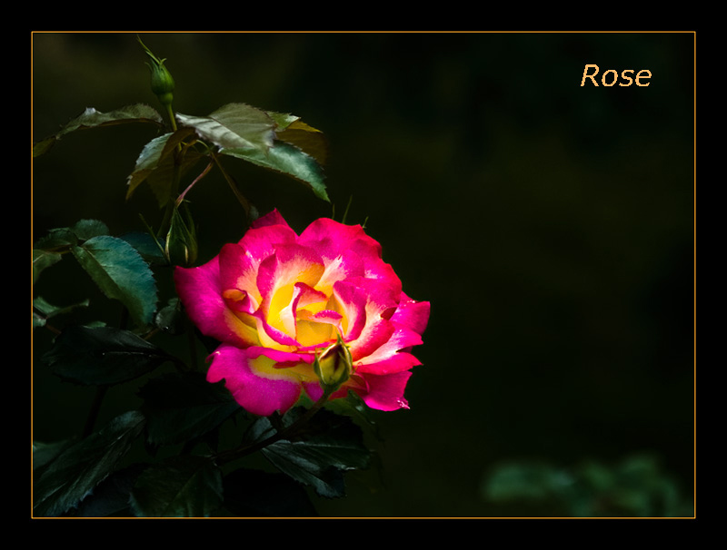 rose-1.jpg