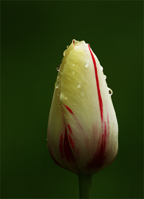 tulip-2.jpg