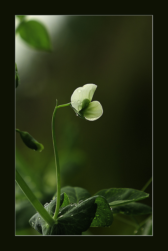 flower-3.jpg