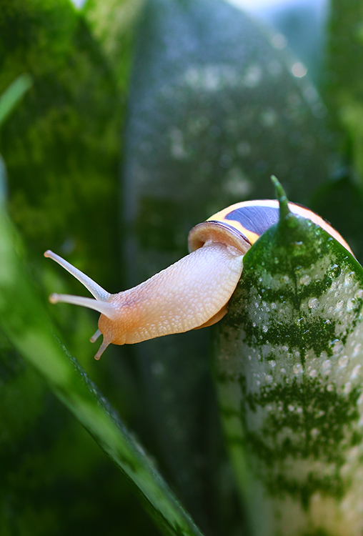 snail-3.jpg