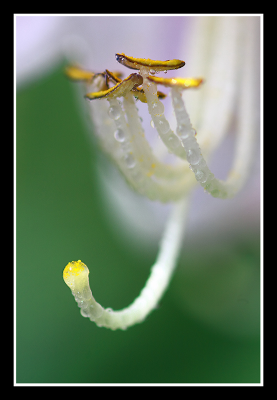 flowers-8.jpg