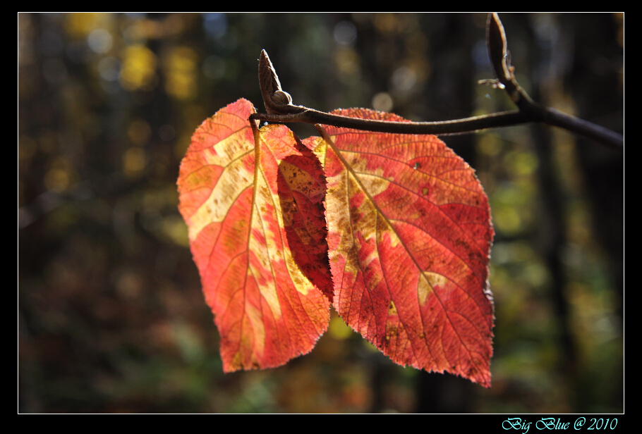 La Mauricie_235.jpg