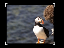 PUFFIN